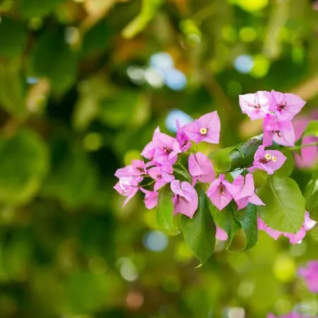 Galic * Ploce (Dubrovnik-Neretva)
